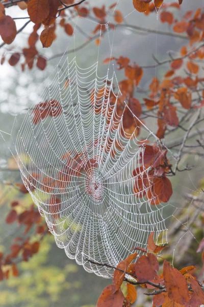 Washington, Seabeck Dew on spider web in tree